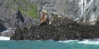 Kodiak2 - Copie (2).jpg